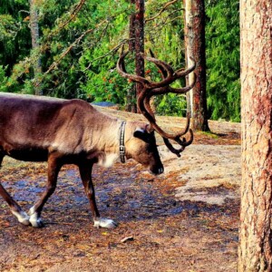 Reindeer Tales of Nuuksio